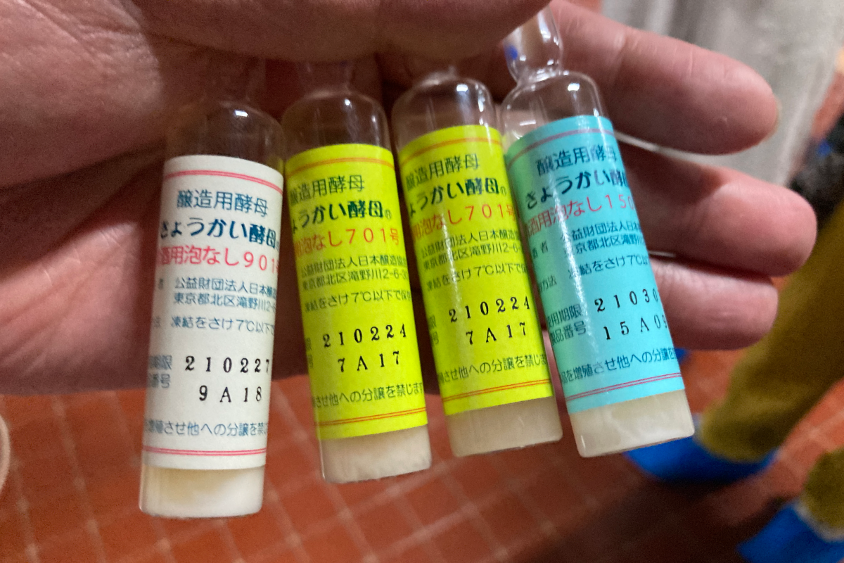 Sake Yeast 3 Common Yeast Strains